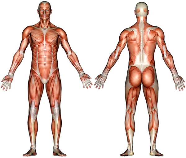 Full Body Muscle Diagram Blank 116