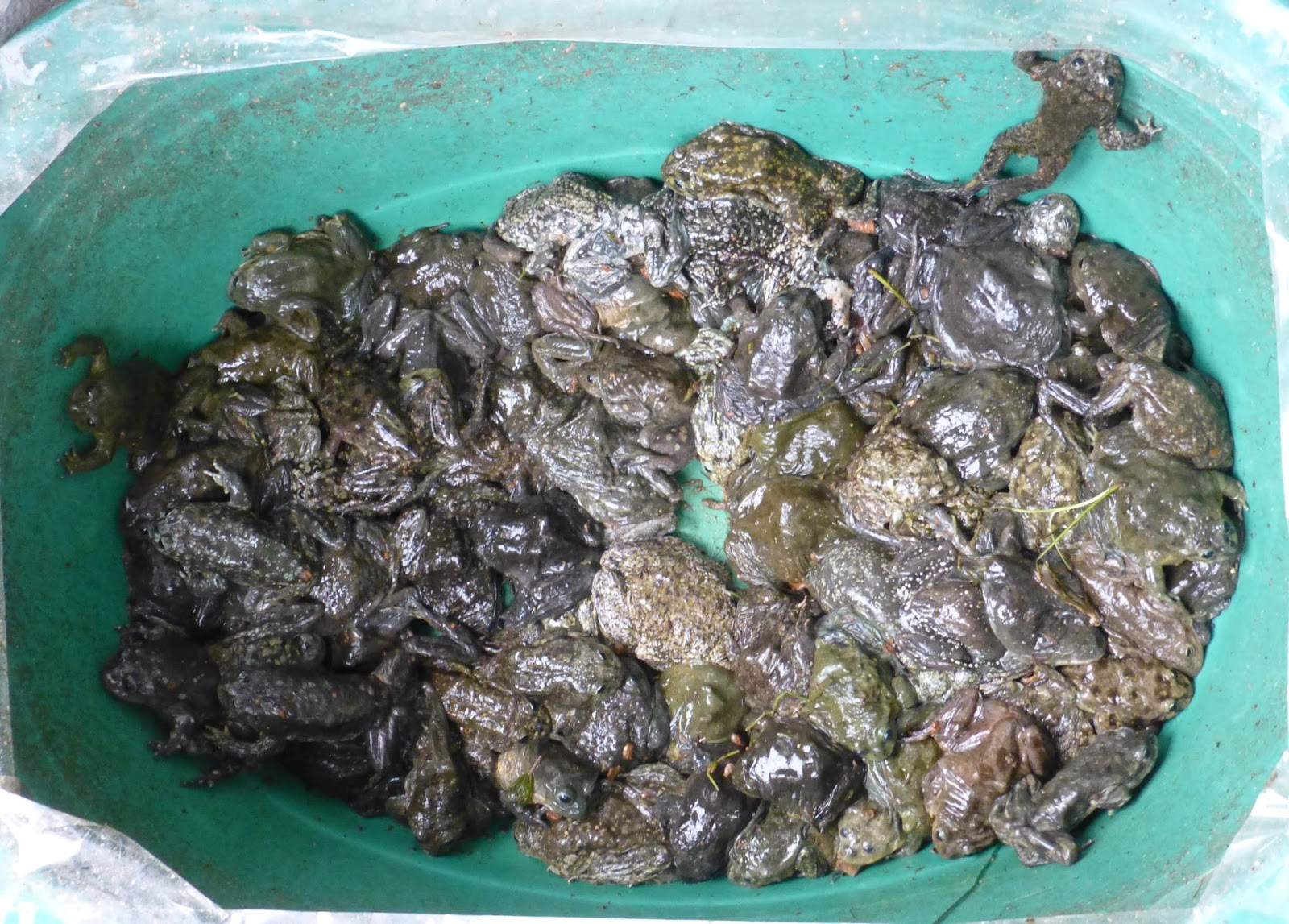 louiseinpanama drinking frog juice