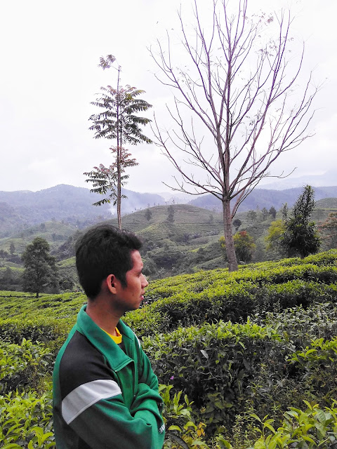 Bukit Kacapi, Kolam renang di tengah hamparan kebun teh