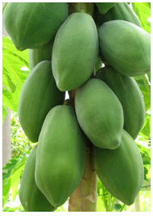  Papaya fruit