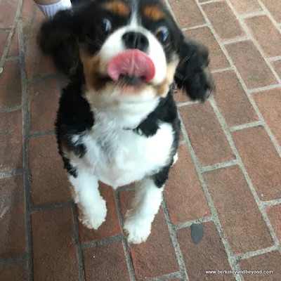 crazed doggie with tongue exposed in Carmel, California