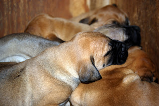 Davies' Black Mouth Curs