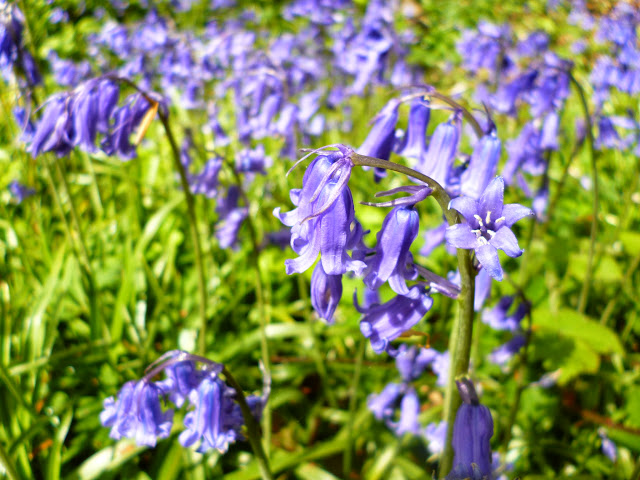 bluebells