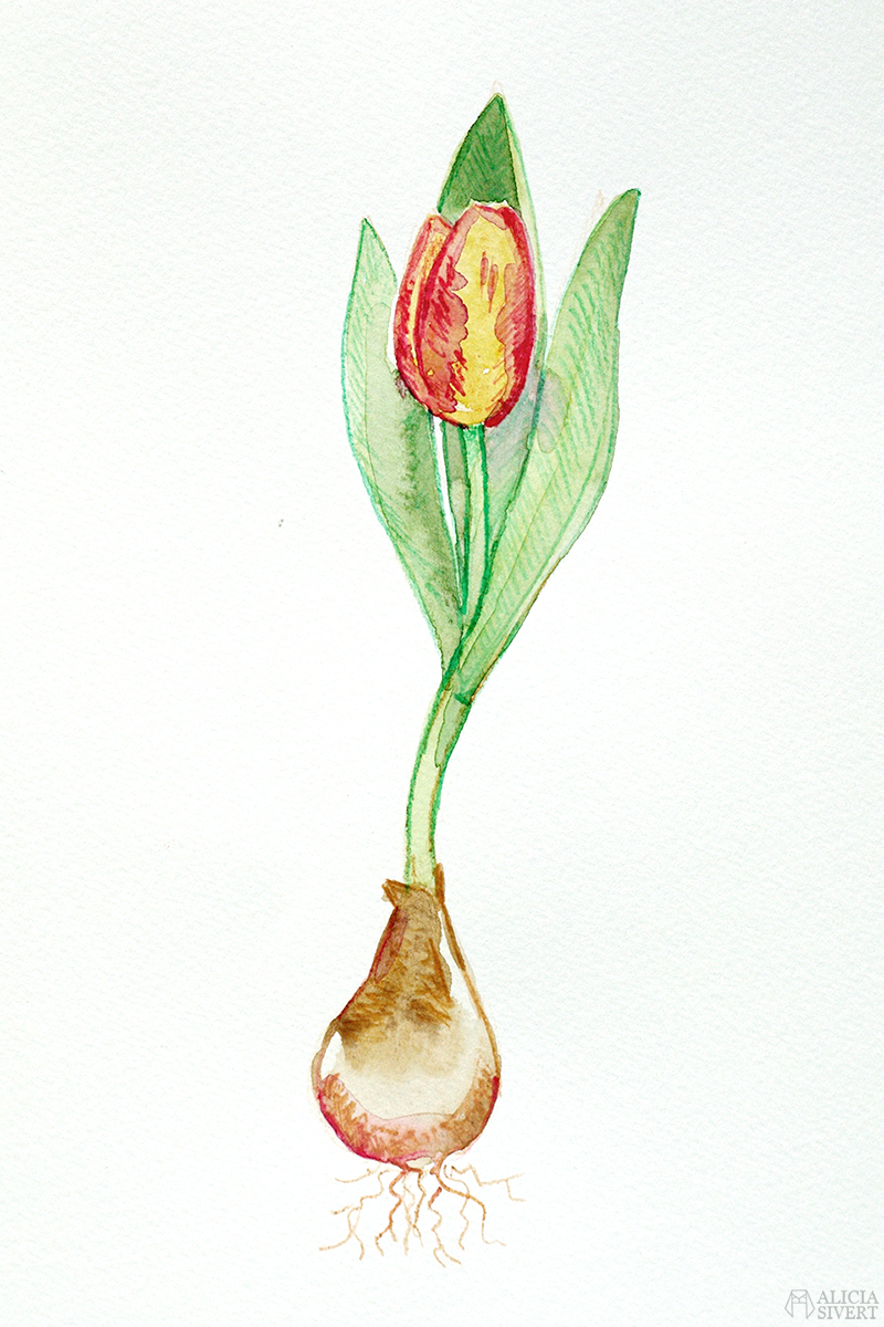 Tulpan, illustration i akvarell av Alicia Sivertsson. Teckningsutmaningen i juni, foto av Alicia Sivertsson. aliciasivert teckning teckningar teckna rita skiss skissa skapa skapande utmaning kreativitet skaparutmaning bloggutmaning månadsutmaning kreativ penna pennor akvarellpenna akvarellpennor illustration tulpan tulpanlök blomma blommor
