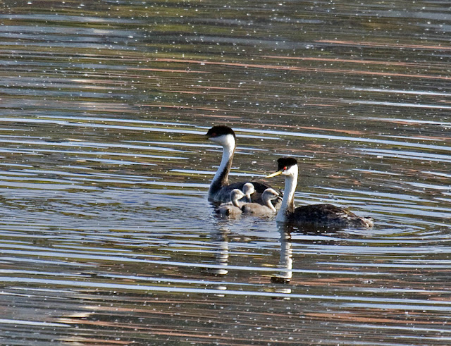 Western Grebe with chicks Western Grebe with chicks