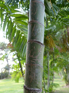 Palmiers et plantes ressemblantes du Panama Palmiers et plantes ressemblantes du Panama