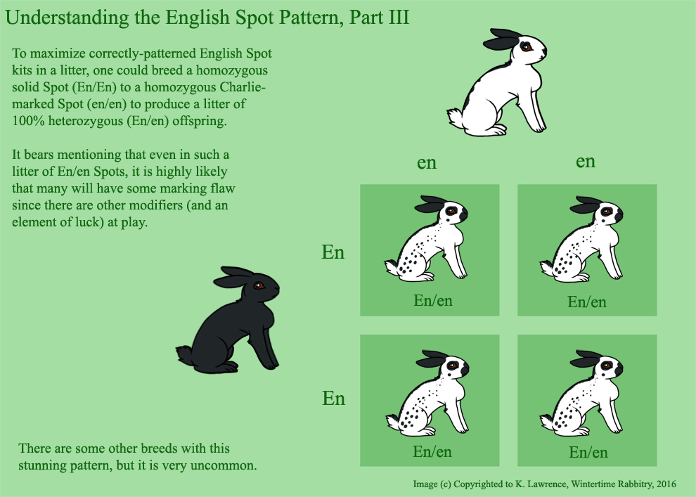 Rabbit Genetics And Musings: Cheat Sheet: Understanding the English ...