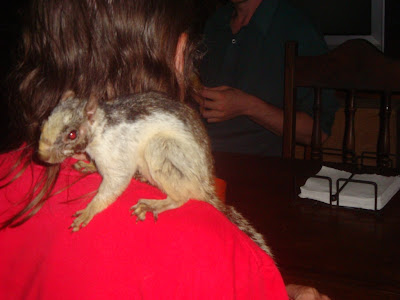 animal rescue variegated squirrel