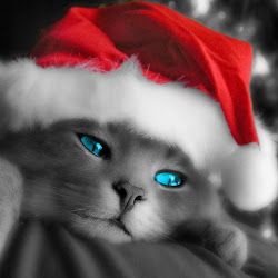 christmas cat ipad wallpapers cats pets desktop pet