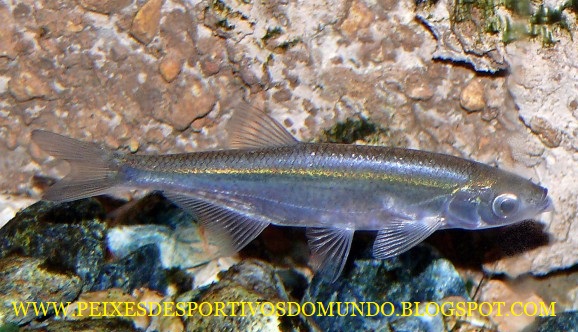 PEIXES DESPORTIVOS DO MUNDO O ALBURNO Alburnus alburnus (Linnaeus, 1758)