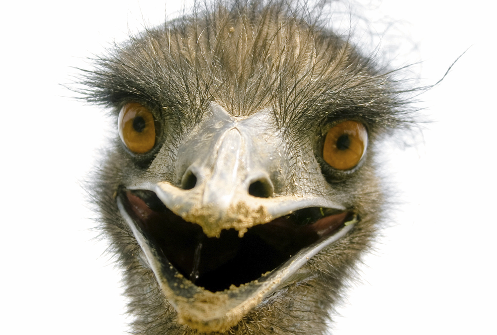 the real facts about equity crowdfunding surely oliver pughs early phoenix bird facts