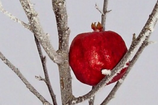 Pomegranate in Winter