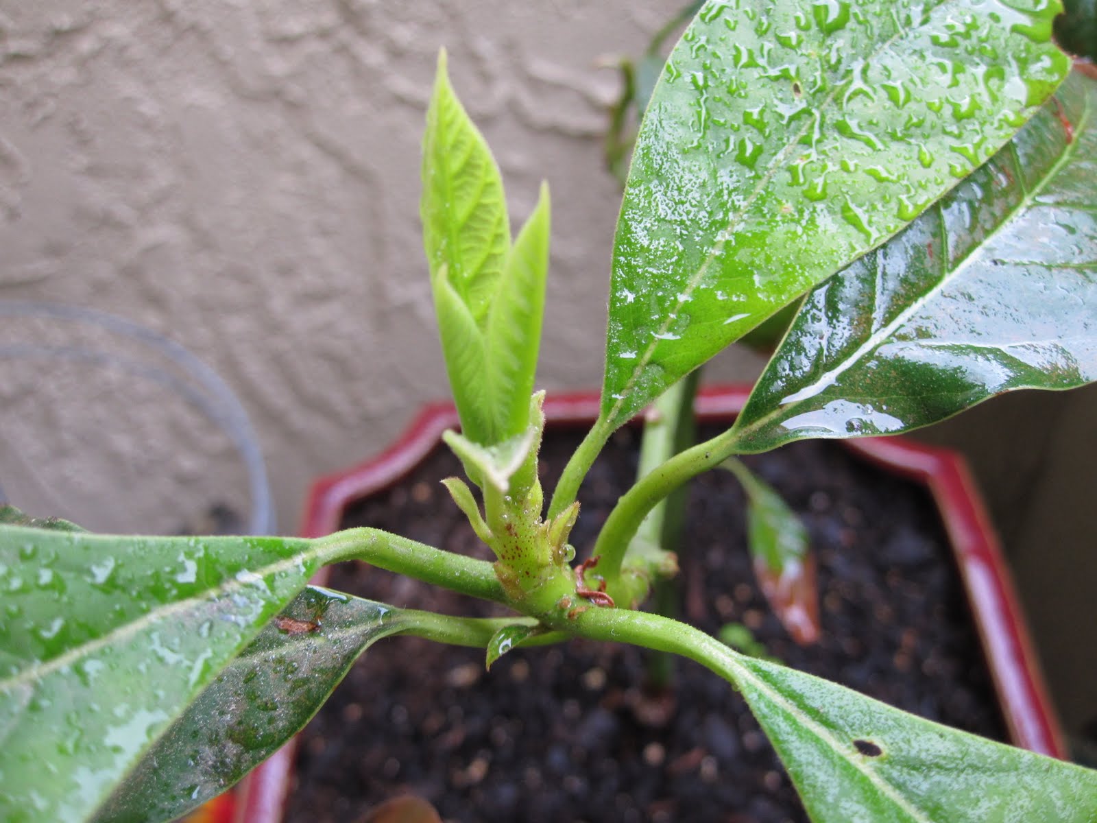 Urban Garden Deck Baby avocado tree is a survivor