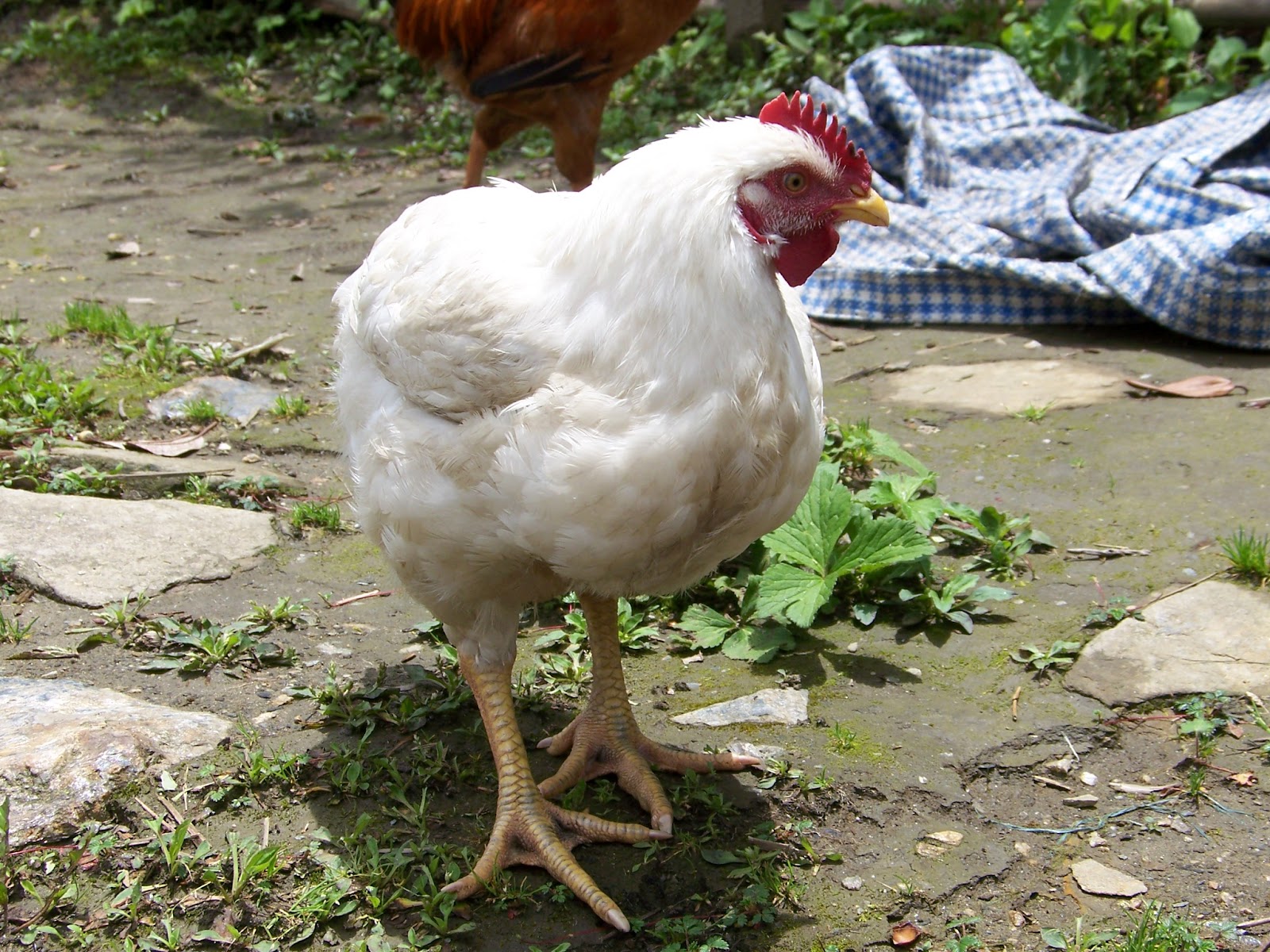 Chickens of First Street Chickens of Nepal