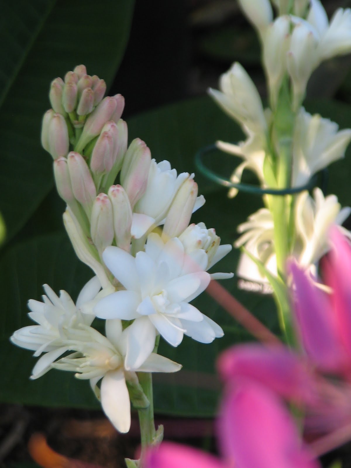 Tropical Delights Tuberose Plant Care