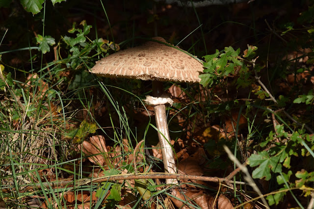 Mazza di Tamburo Macrolepiota Procera 
