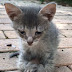 Sad Kitten With Special Paws Walks Up To Woman And Begs Her To Take Him Home