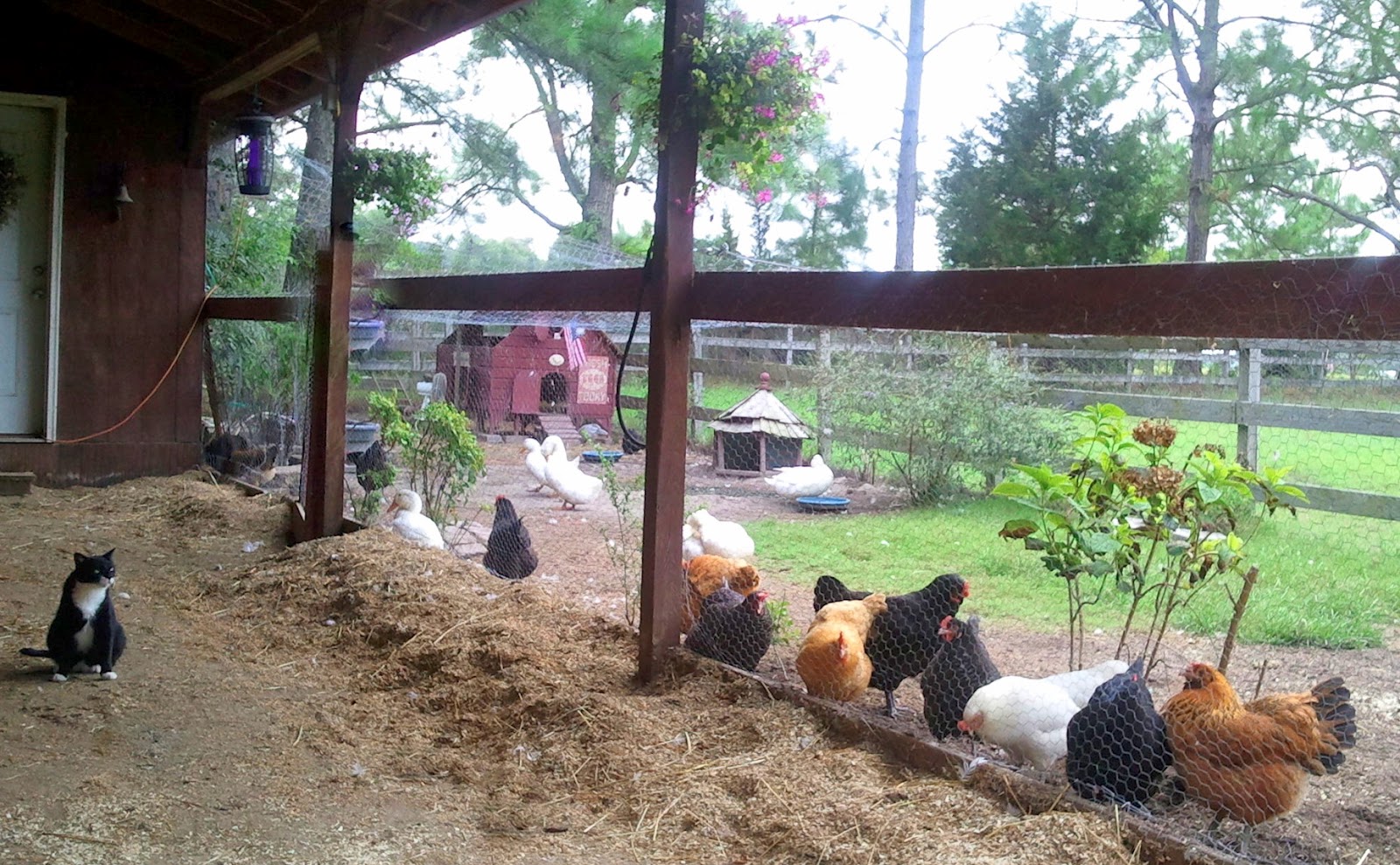 DIY SelfClosing Chicken Run Gate Fresh Eggs Daily® with Lisa Steele