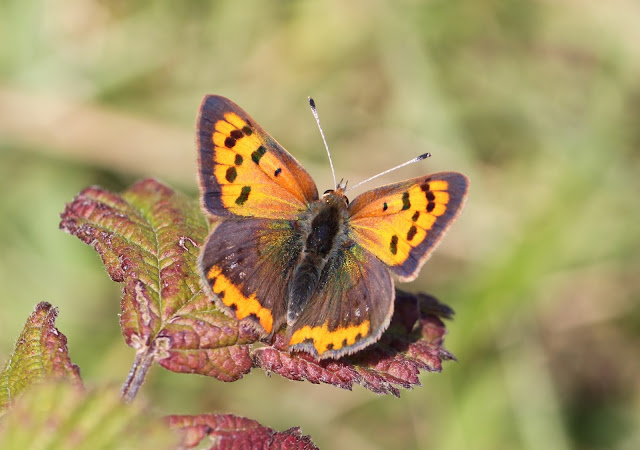 Small Copper - Kent Small Copper - Kent