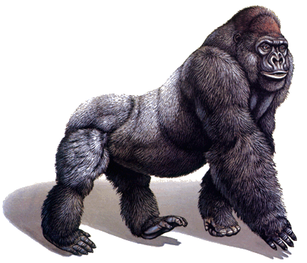Gorilla Hanging Gorilla Hanging