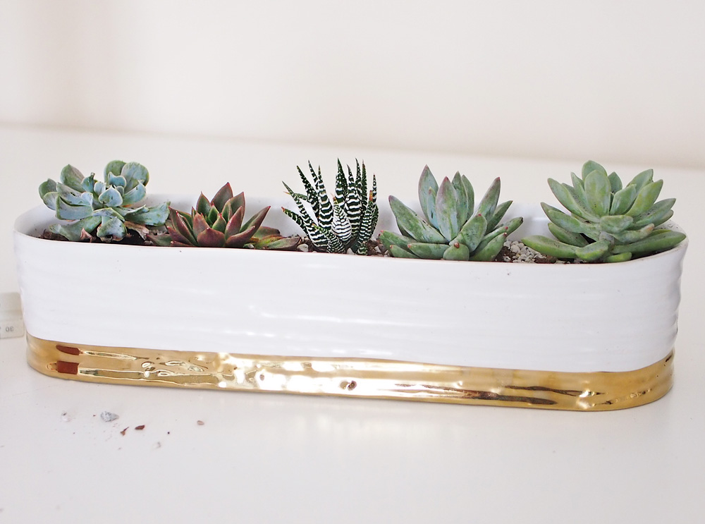 Plant plotting succulents {Home Decor DIY}