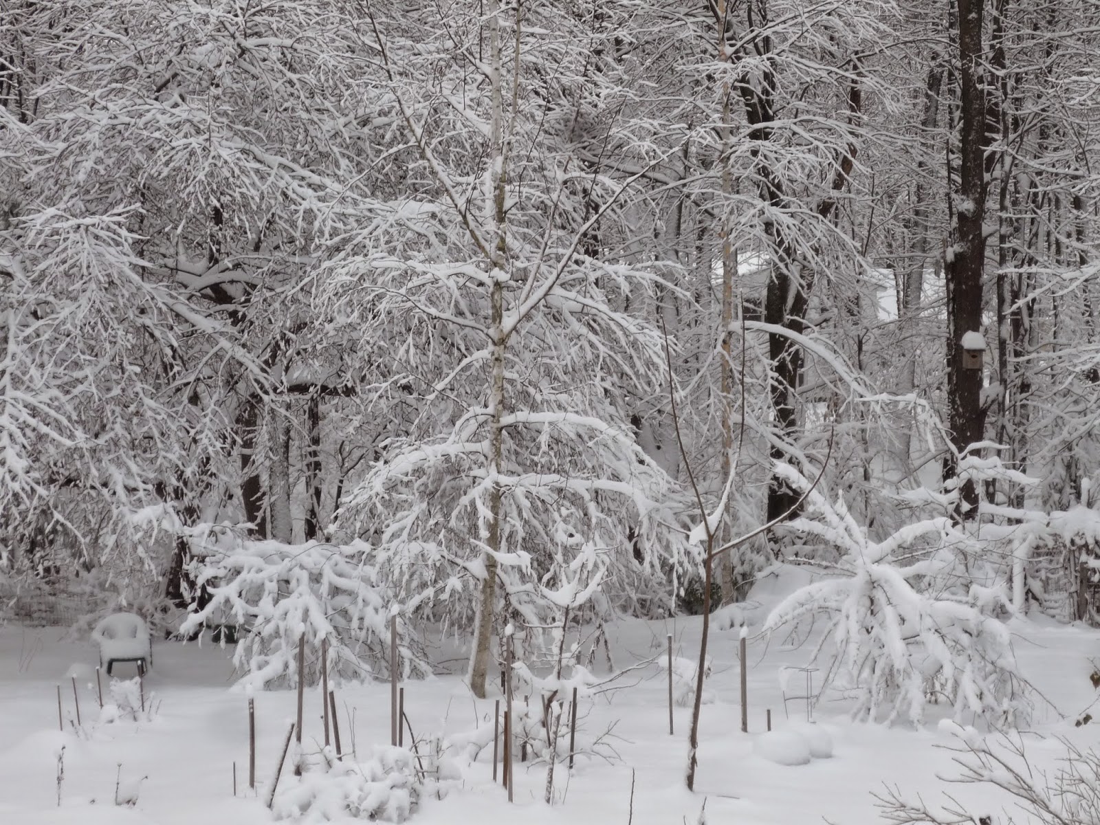 Weather in Vermont Dec 2014 Snowstorm South Burlington, Vermont Photos and commentary.