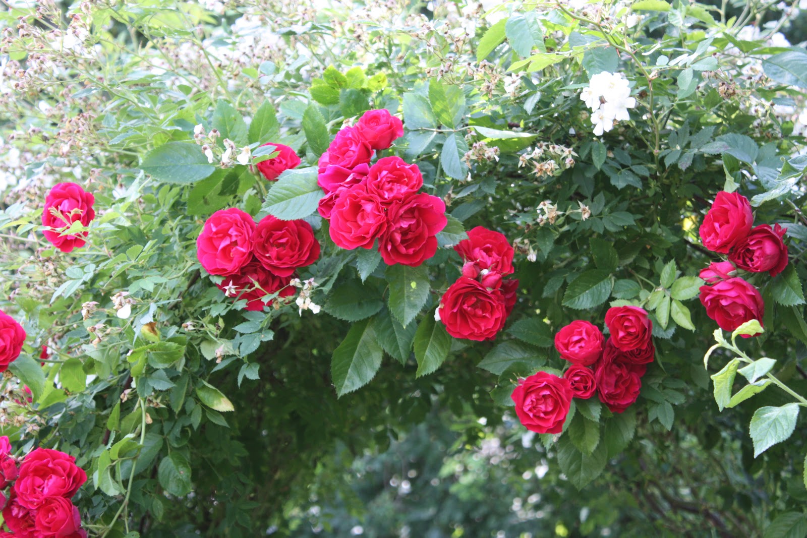 Det växer i min trädgård: Rosa 'Flammentanz'