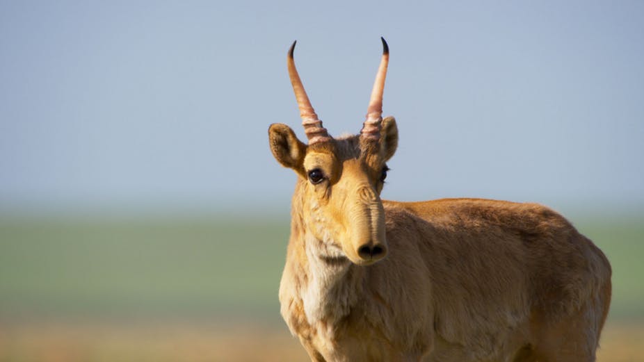 Unique Facts And Information Saiga antelope An Amazing animal that