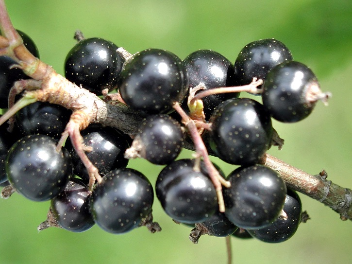 Falsa Ke Fayde Black Currant Benefits In Urdu Hindi Babu Black Currant Benefits In Urdu Hindi