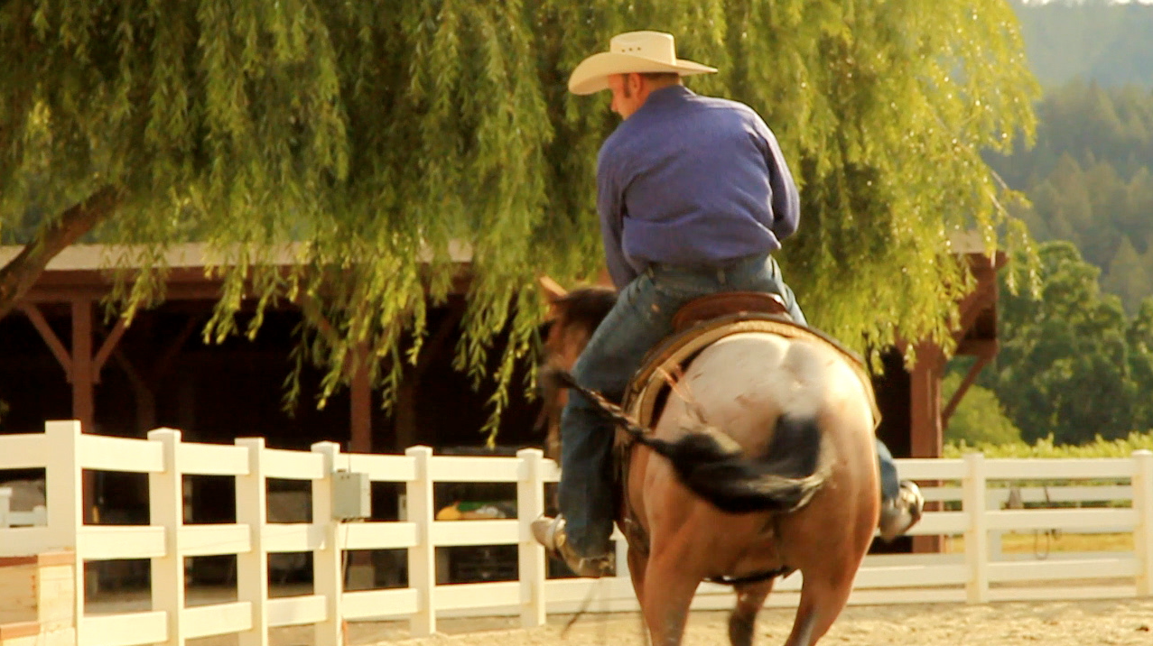 Perkins Performance Horses sonoma county wire