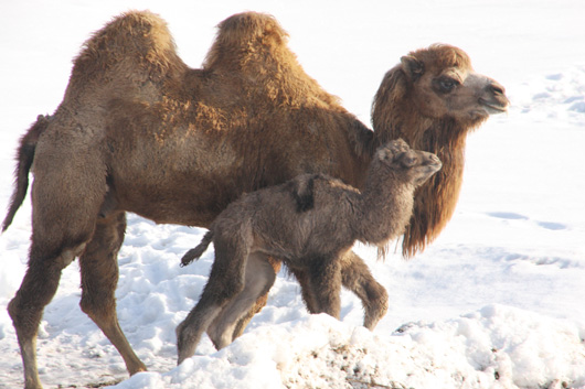 Baby Animals: Camel - Calf 30