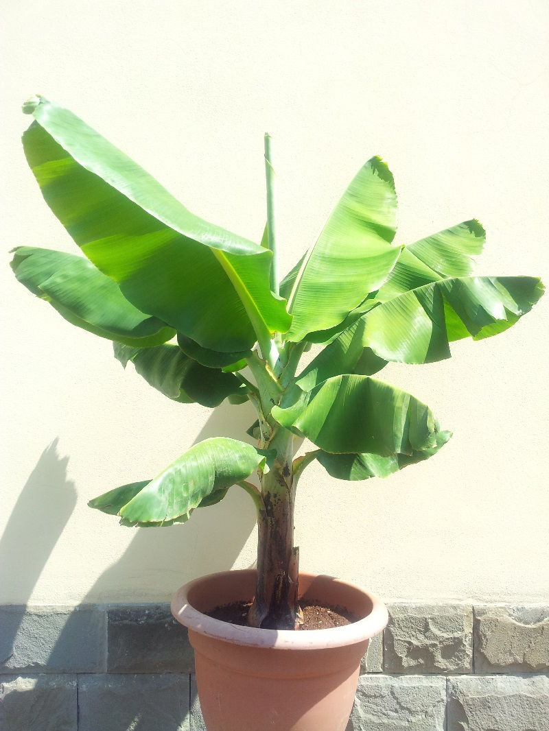 Jenis Pohon Pisang Pendek Dwarf Cavendish Gambar Jenis Pohon Pisang Pendek Dwarf Cavendish