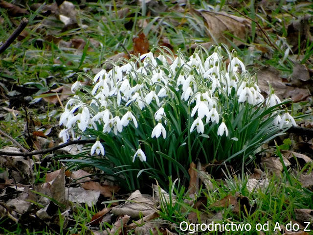 Śnieżyczka przebiśnieg Galanthus nivalis
