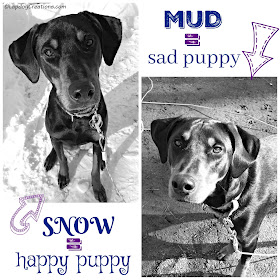 doberman mix rescue dog in snow and mud