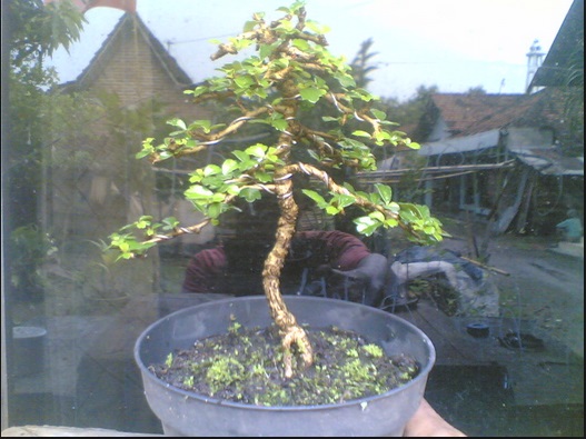 Menanam Bonsai Hokiantea yang Unik