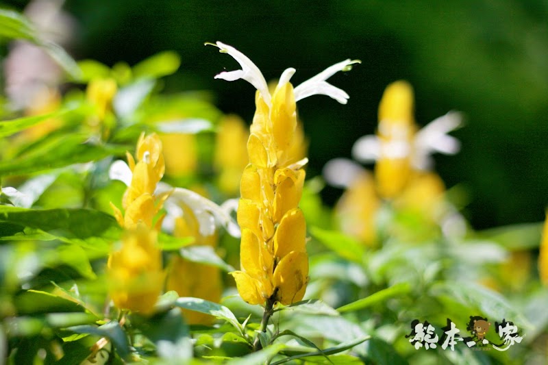 偶像劇「薰衣草」場景|花坊、蝴蝶生態區步道|飛牛牧場~唯美自然系IG景點