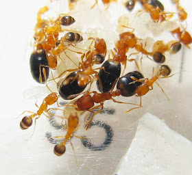 Monomorium pharaonis secondary queens and workers