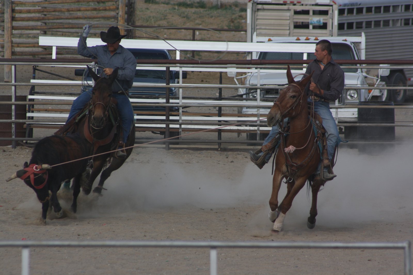 PairADice Mules: Team Roping Jake Clark's