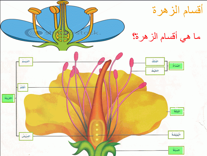 كتاب علوم خامس ابتدائي الفصل الاول Pdf