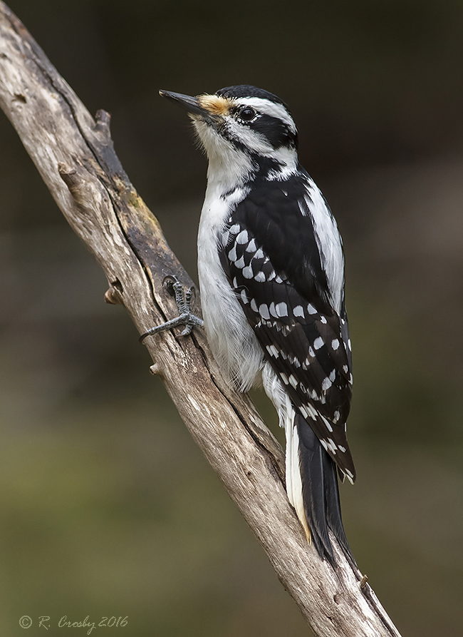 South Shore Birder: Hairy Woodpecker Pair
