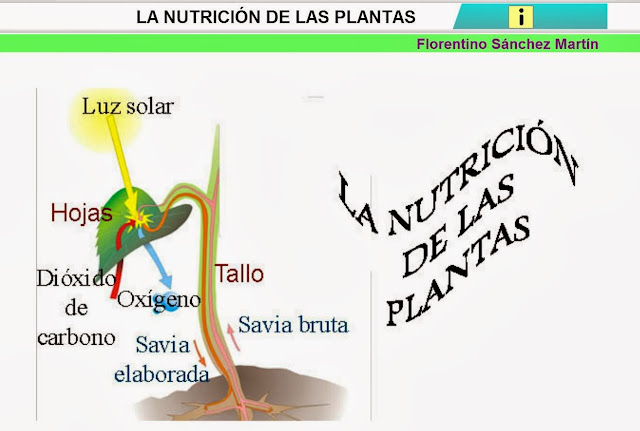 NUESTRA VENTANA AL MUNDO P4: LAS PLANTAS SE NUTREN: FOTOSÍNTESIS