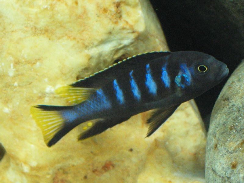 Gambar jenis jenis ikan cichlid ( Malawi Cichlids ) - Pola warna chiwere