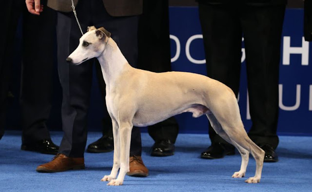 Whiskey the Whippet nabs 'Best in Show' title at 17th annual National Dog Show