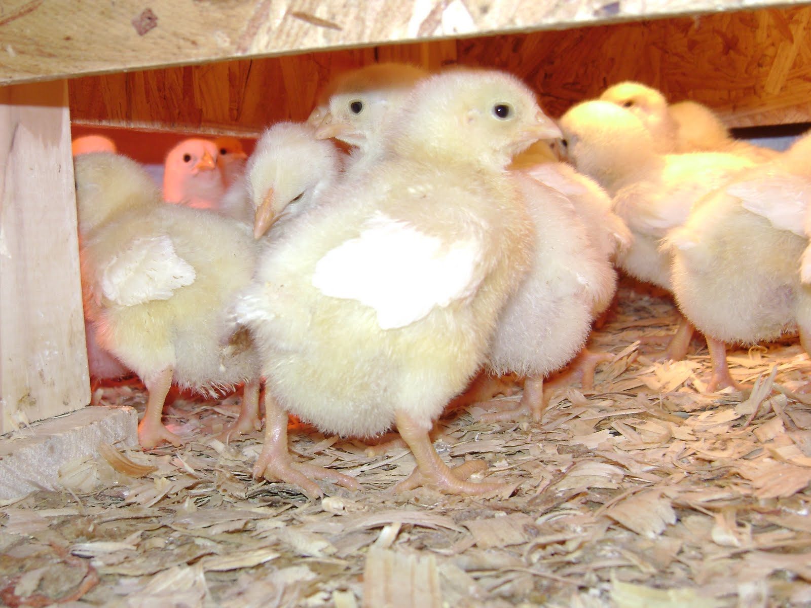 Four Maples Farm Broilers at 1 week