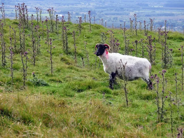 Curious sheep at Knocknashee in Sligo Ireland