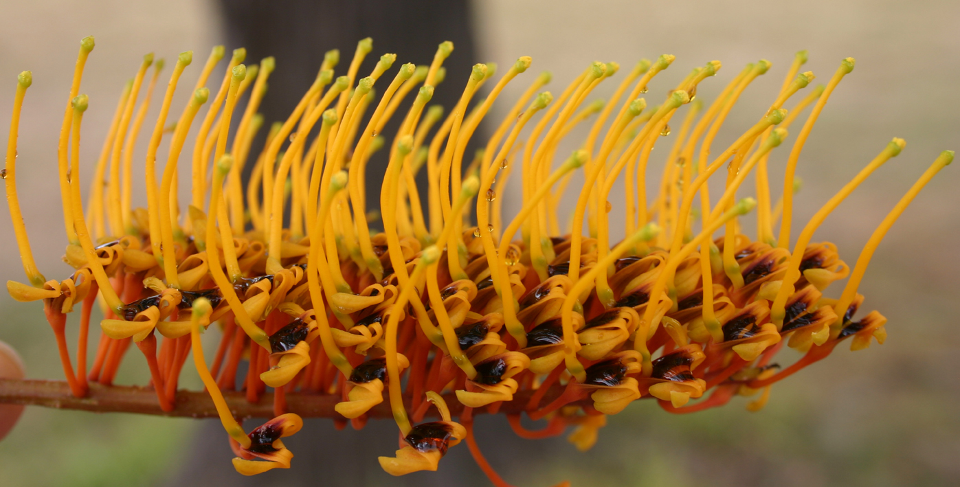 Toowoomba Plants Silky Oak
