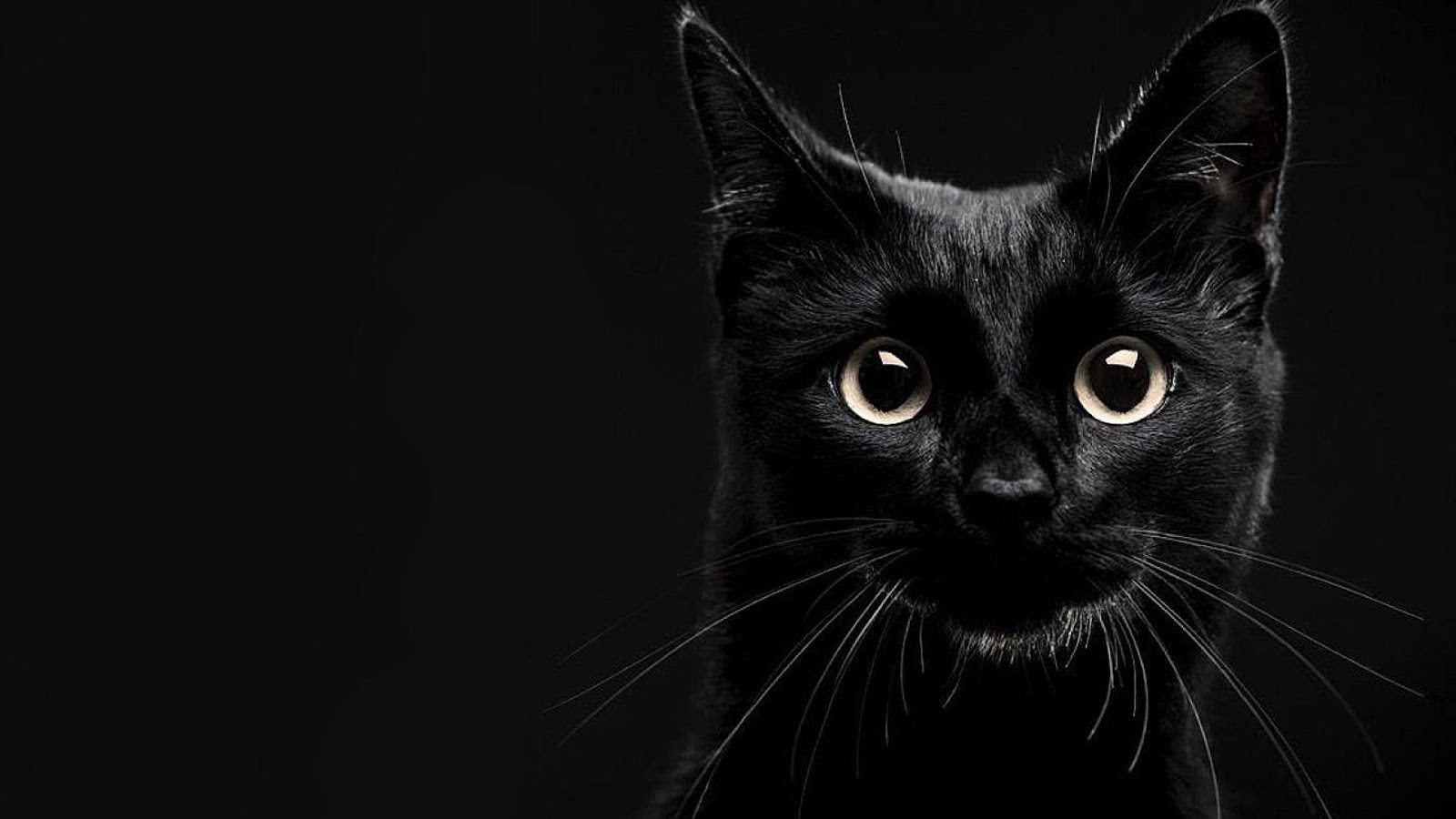 Black Cat Wallpaper Hd High Quality Desktop Iphone And Android Background And Wallpaper