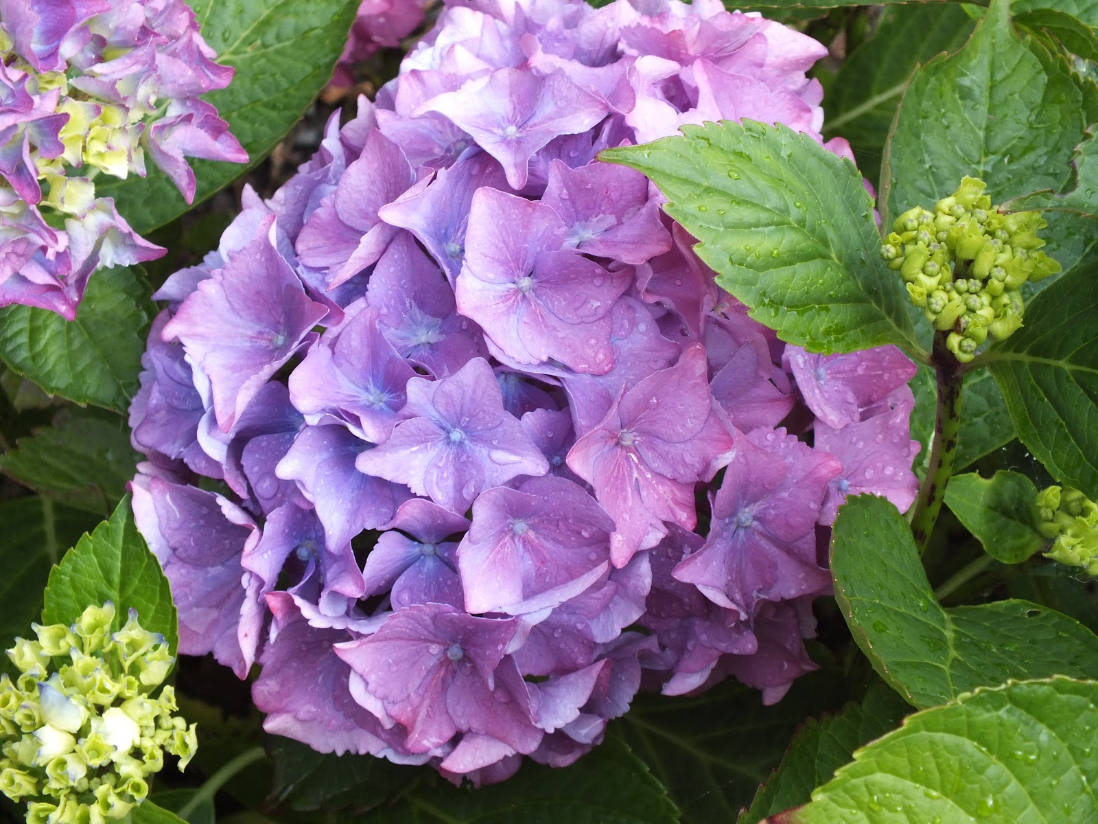 straythreads flowers and close ups Ireland