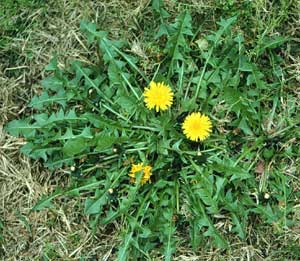 CROSS RECORD: dandelion root