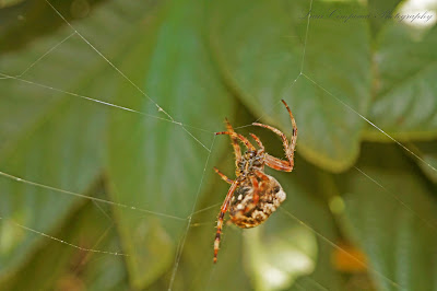 paianjen/spider